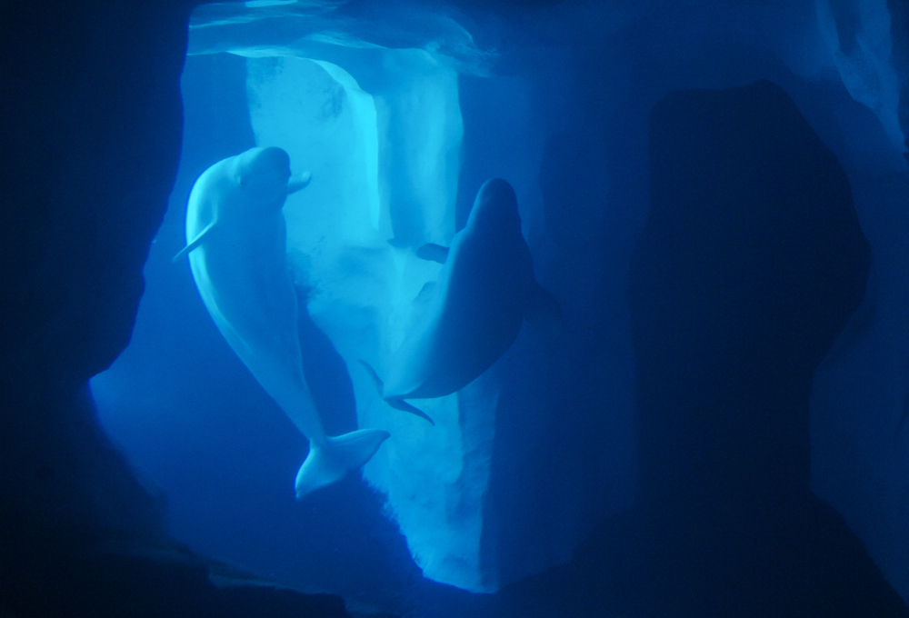 wild-arctic-belugas