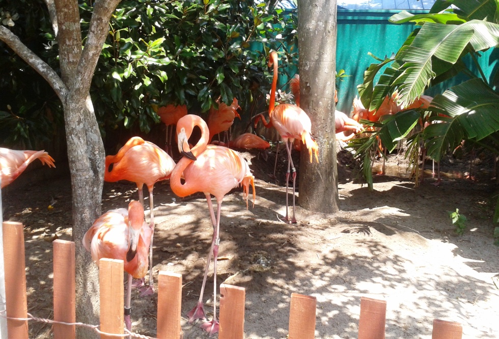flamingos-no-seaworld2