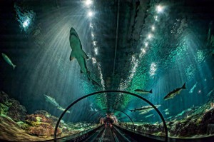 shark-encounter-seaworld-orlando