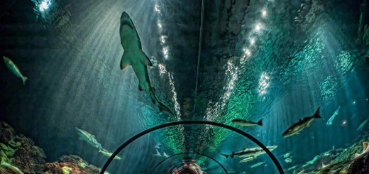 shark-encounter-seaworld-orlando