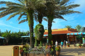 busch-gardens-tampa