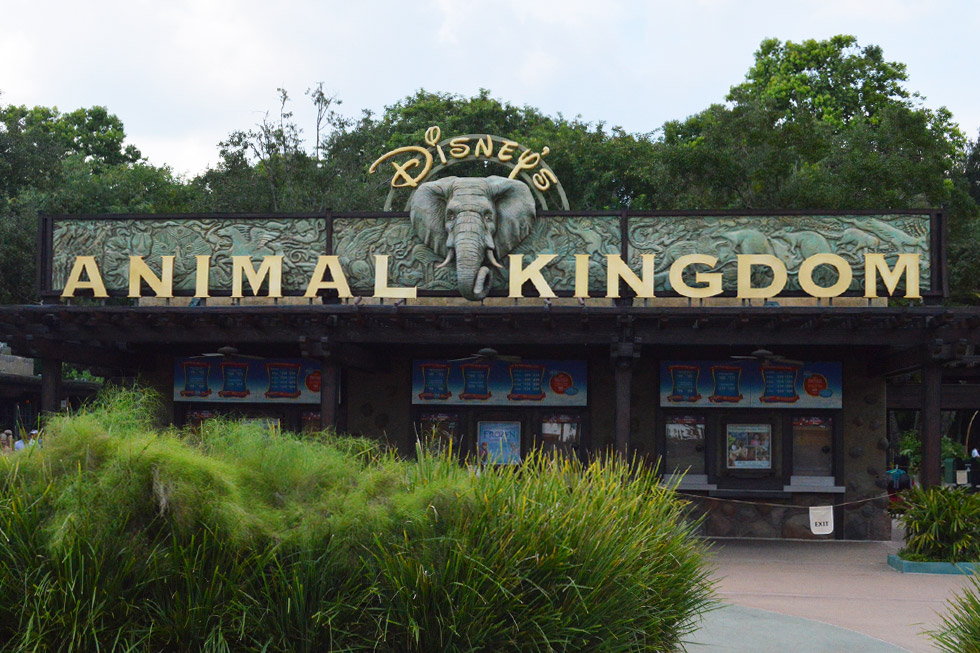 animal-kingdom